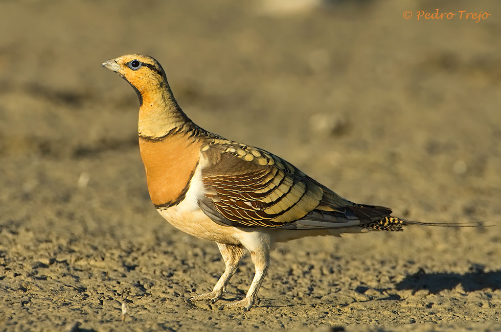 Ganga ibérica (Pterocles alchata)